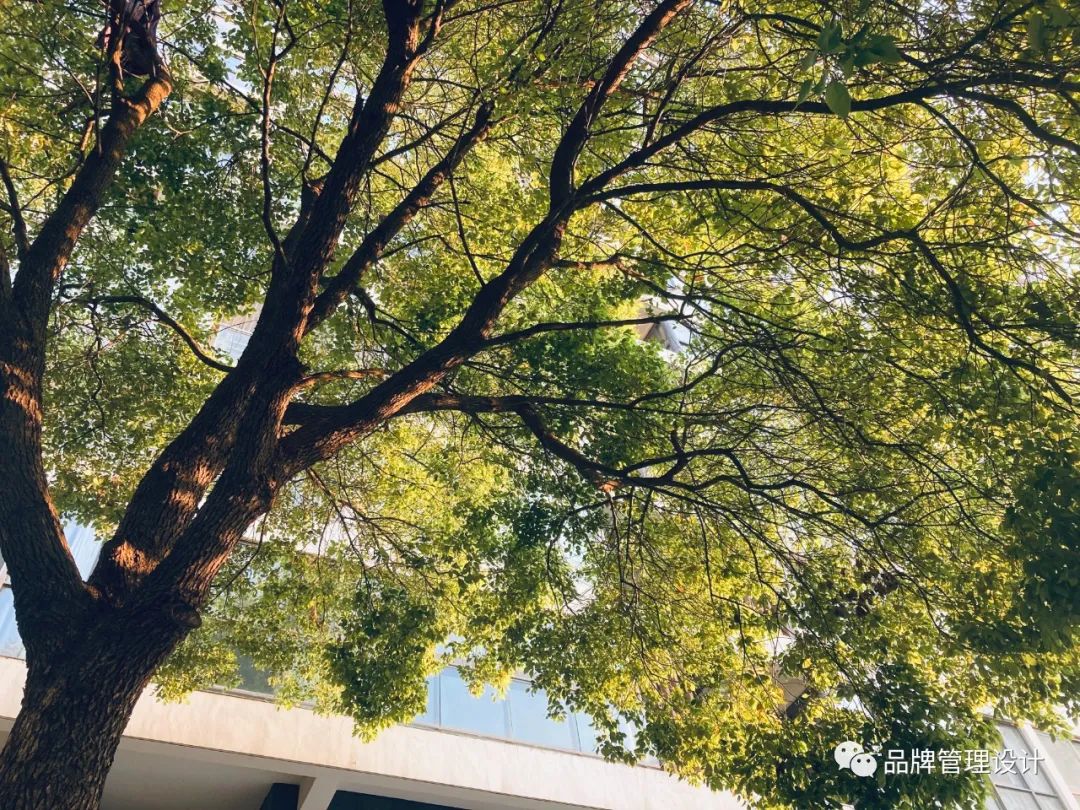 1683613079975195.jpg w2.jpg