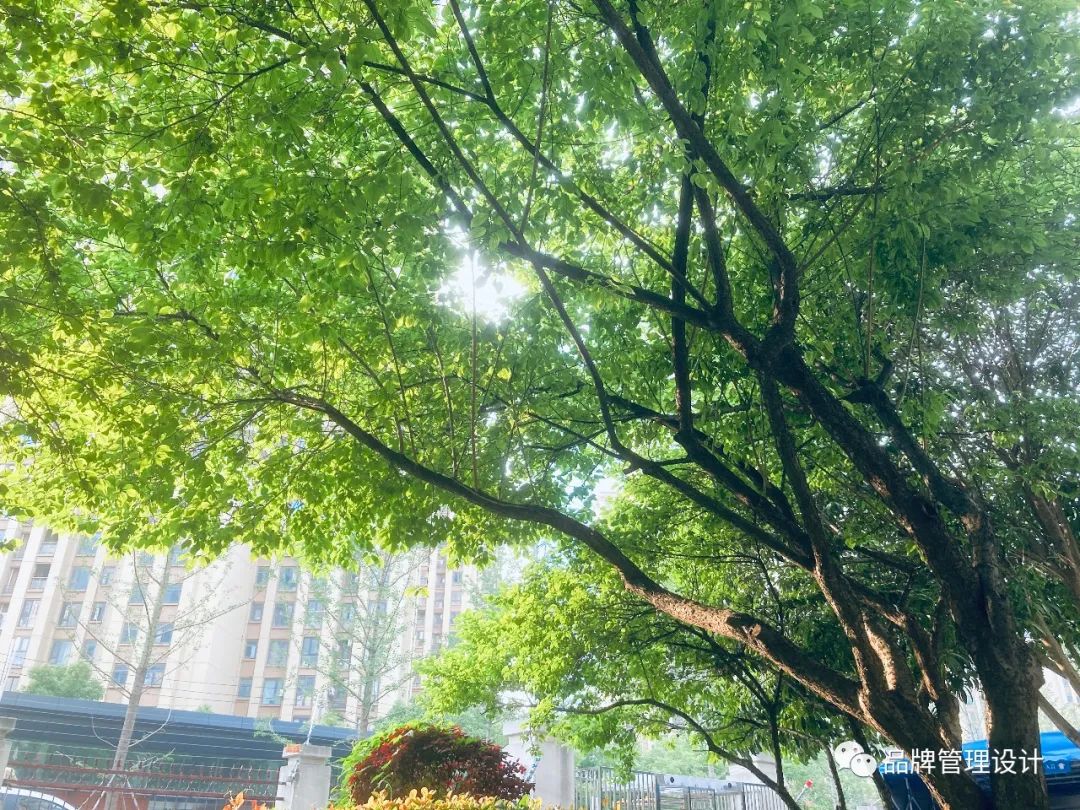 1685429217724699.jpg q3.jpg