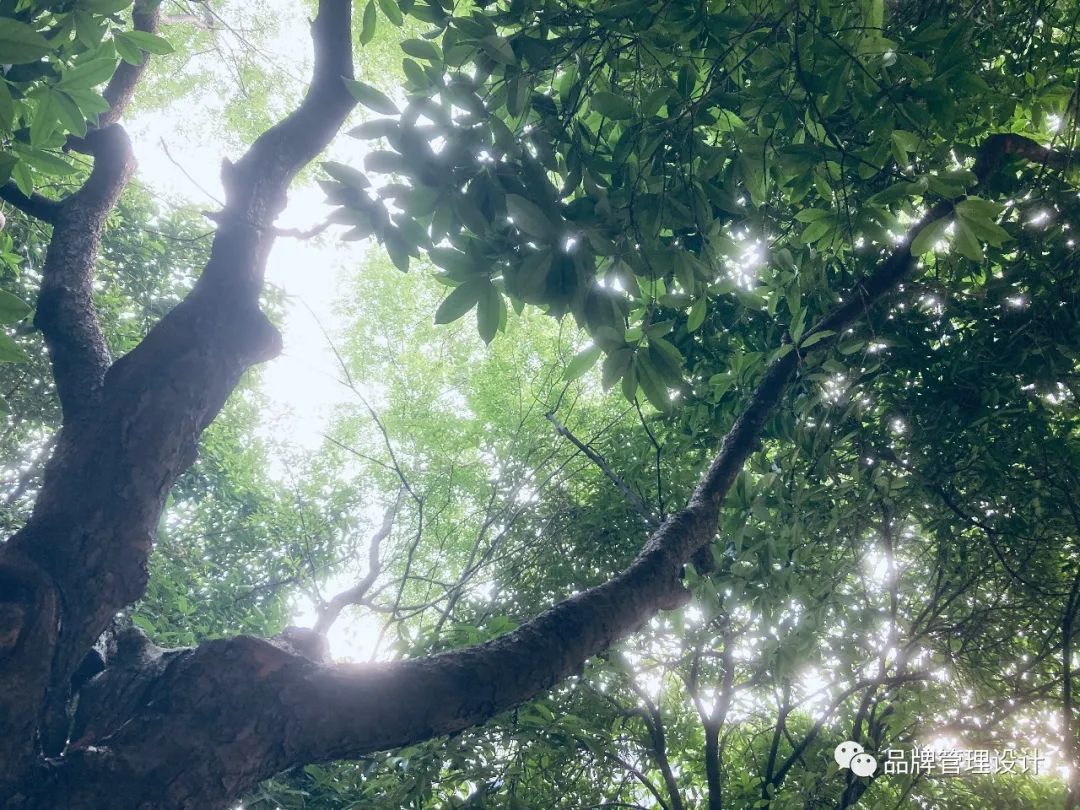 1685429324635274.jpg q8.jpg